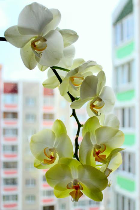 flores