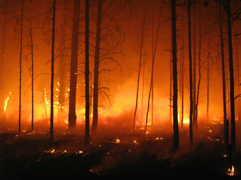 incendios-forestales-bosques
