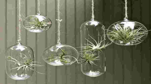 jardin-en-casa-decoracion-cristal