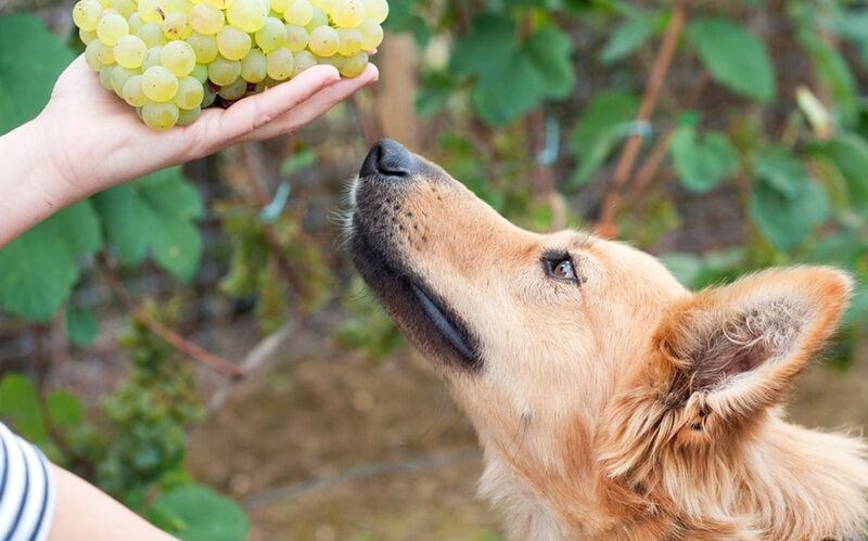 12 cosas que tienes en casa y que son tóxicas para tu mascota