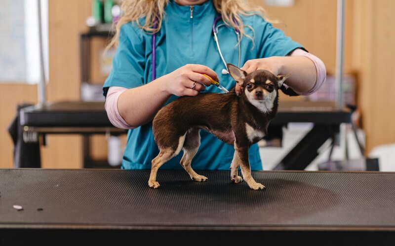 El coste real de tener una mascota