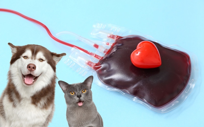 Perros y gatos que salvan vidas de otras mascotas donando sangre