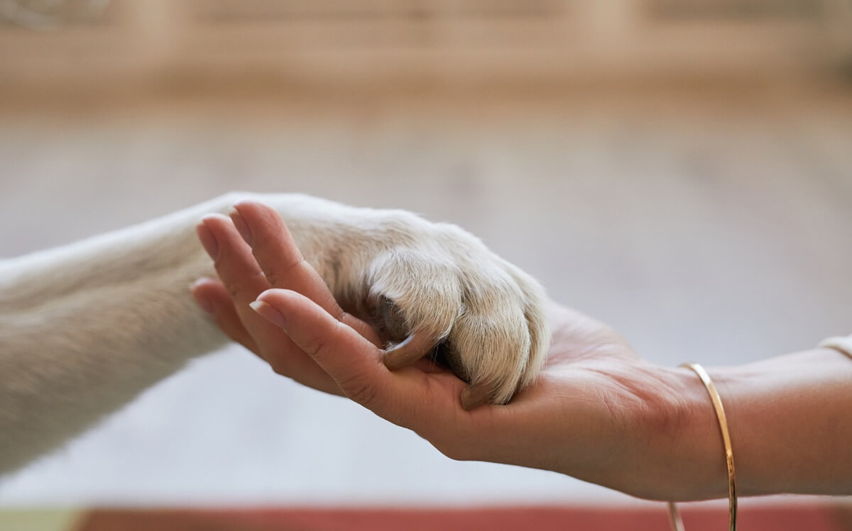 Mascotas con historia: animales que conquistaron a grandes personajes