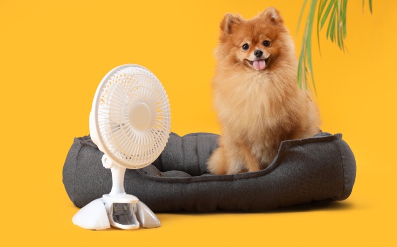 Mascotas y olas de calor errores que pueden ponerlas en peligro