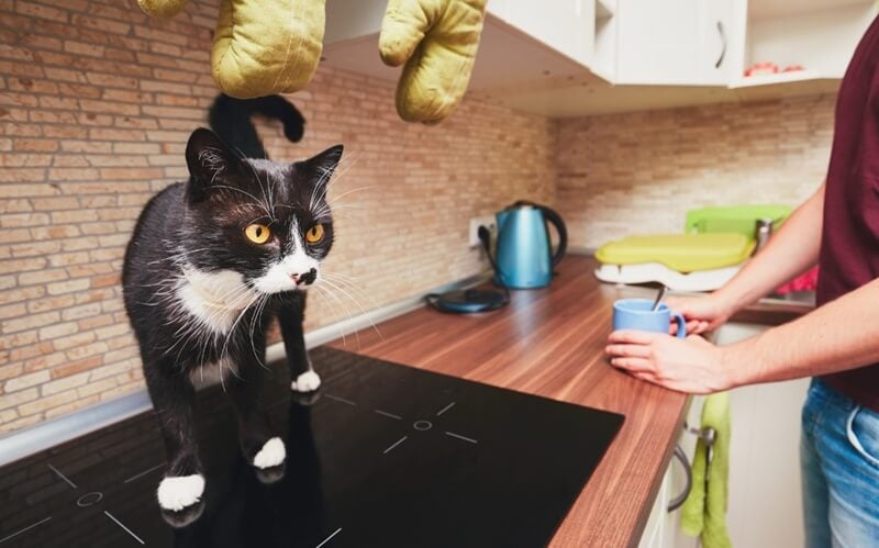 ¿Por qué hacen cosas raras las mascotas? Lo explicamos con ciencia y humor